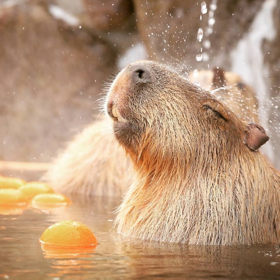 Капибара с мандарином