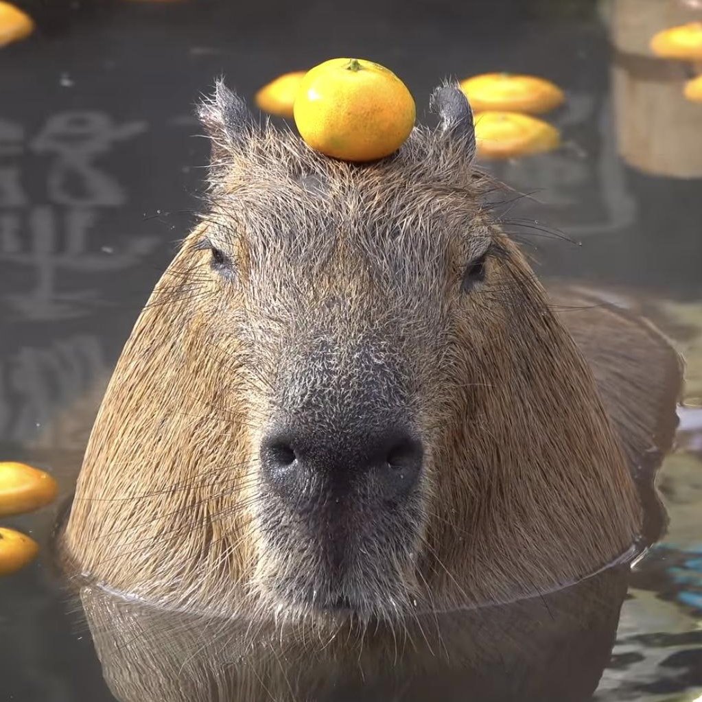 Капибара на аву