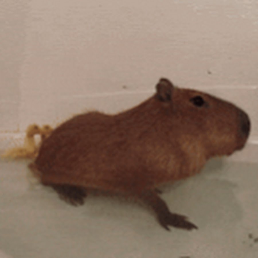 Капибара кушает