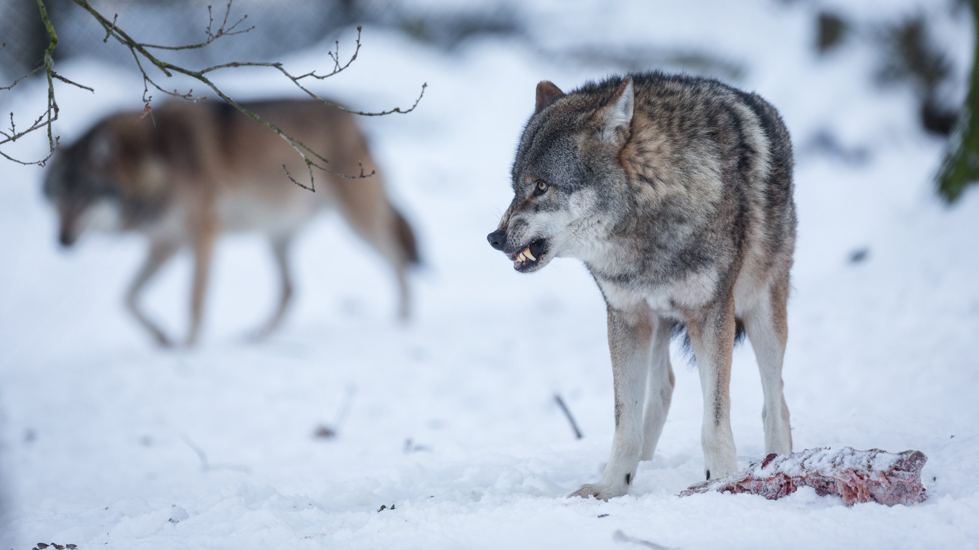 Серый волк чем питаются. Волк зимой. Волк в зимнем лесу.