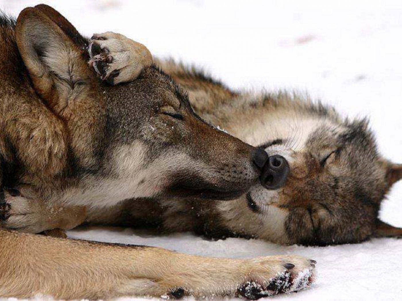 Полюбить волка. Волки преданность. Волки нежность. Волчица. Волки любовь.