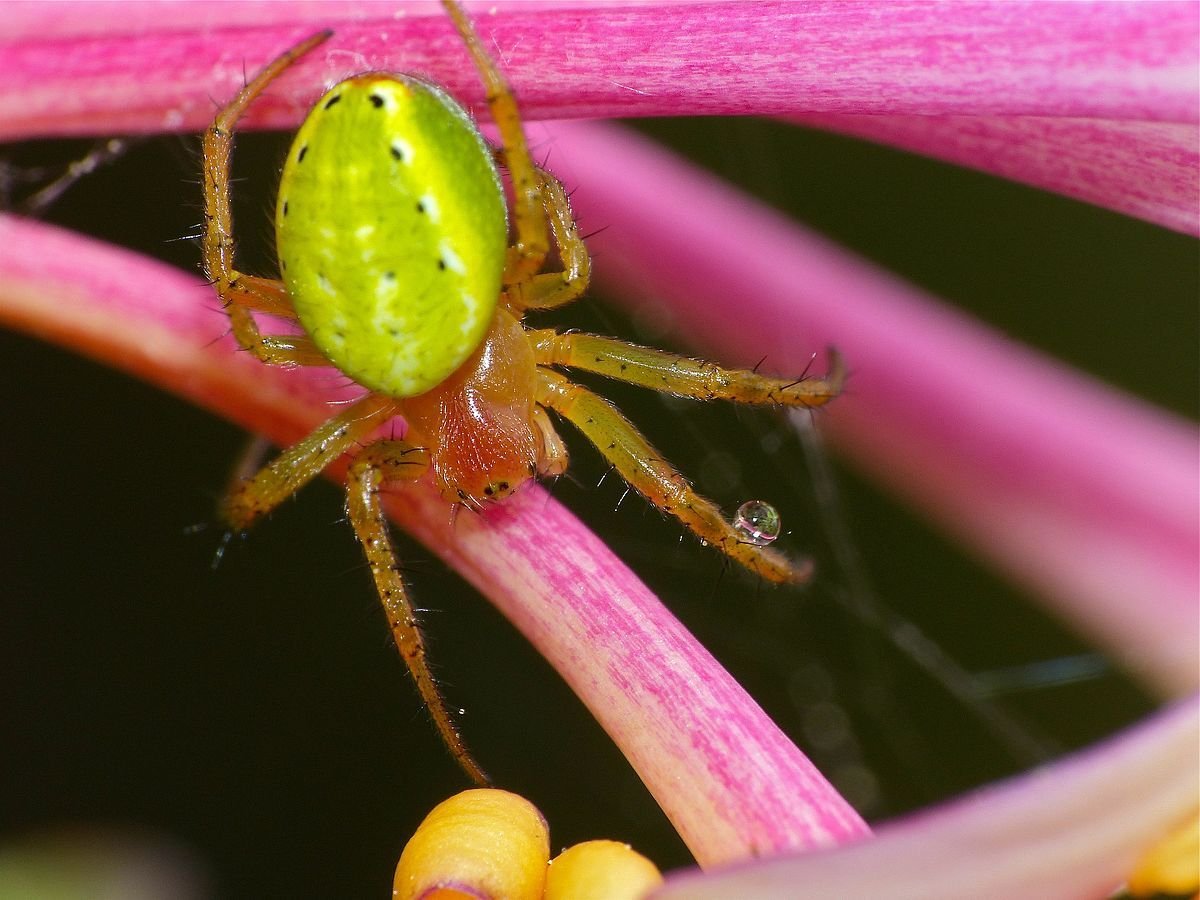 Паук Araniella cucurbitina