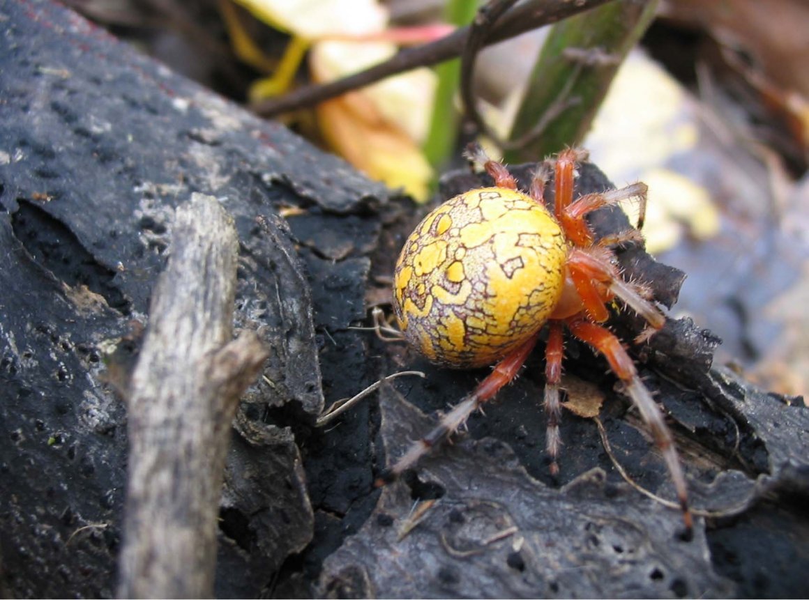 Паук крестовик желтый