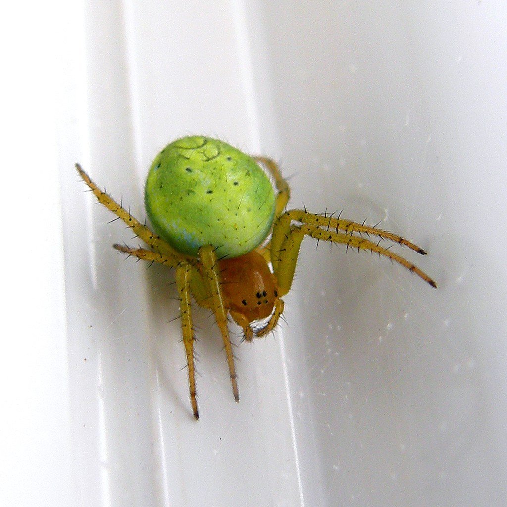 Паук с зеленым брюшком
