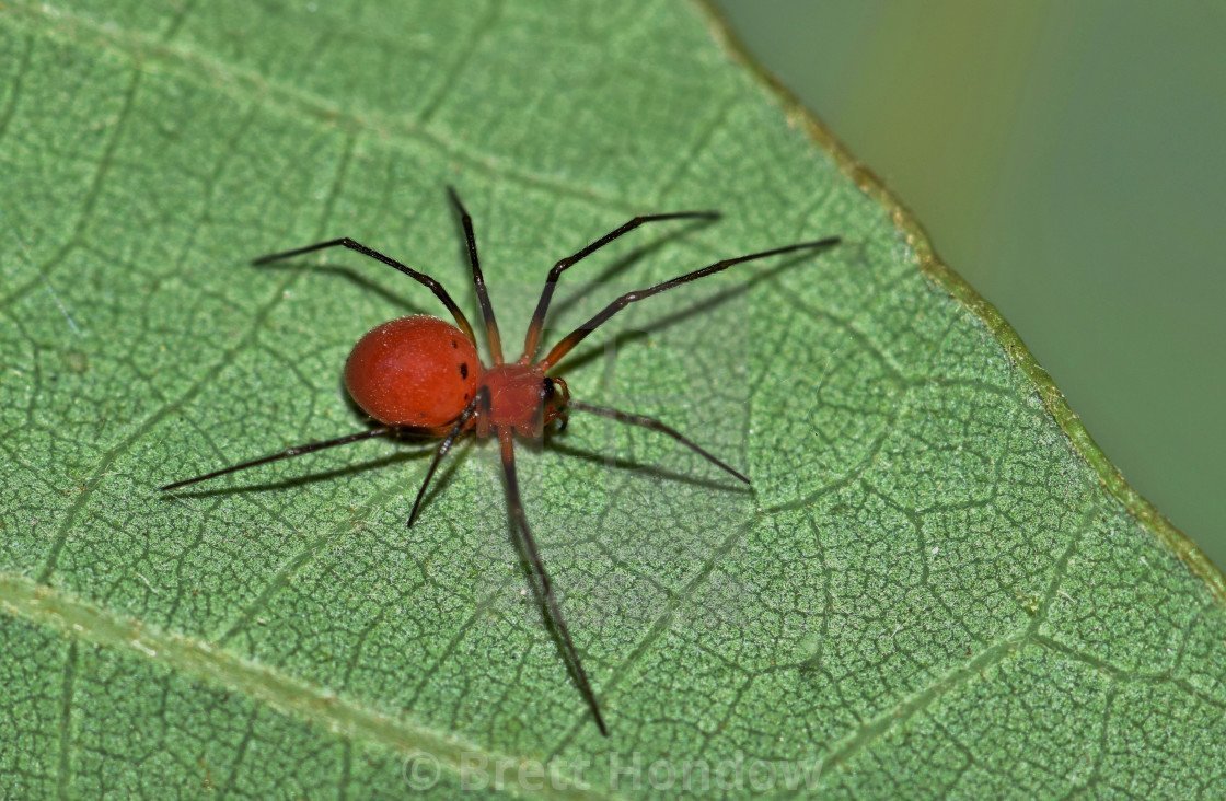 Паук с красным брюхом небольшой
