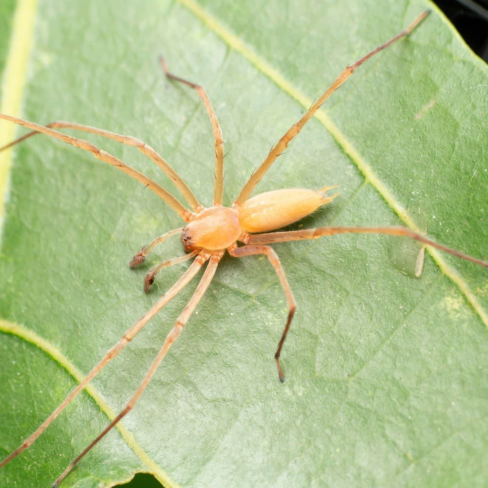 Tetragnatha elongata