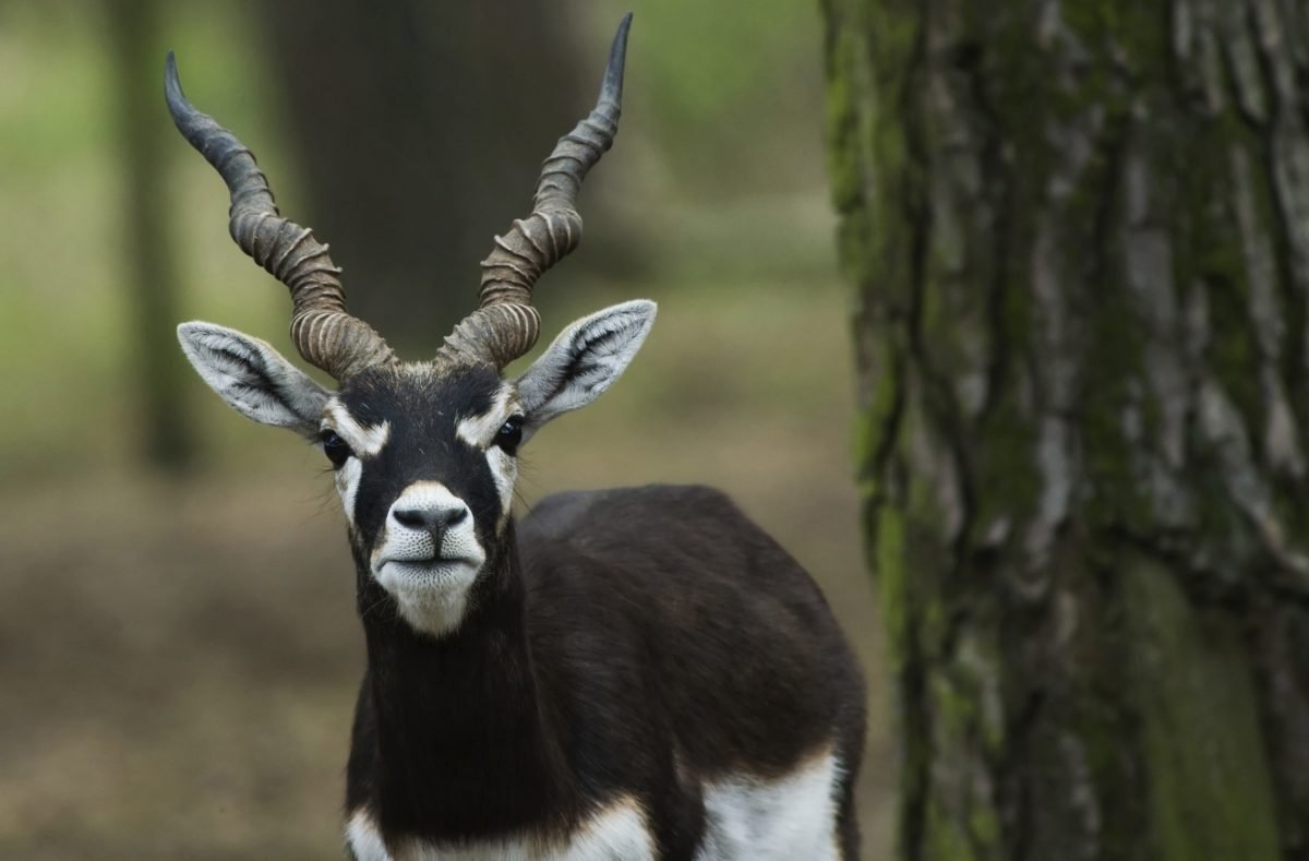 Антилопа гарна