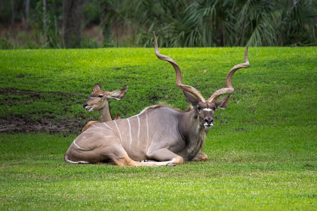 Большой куду фото