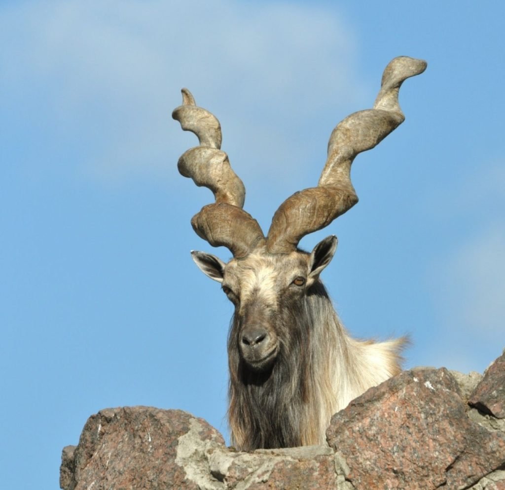 Мархур Винторогий козел