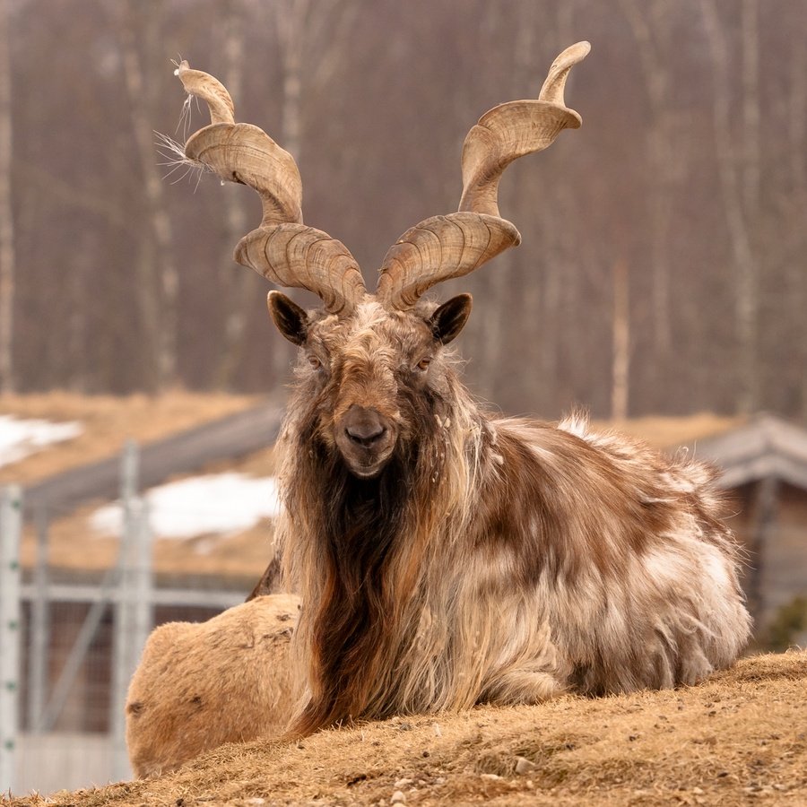 Винторогий козёл мархур