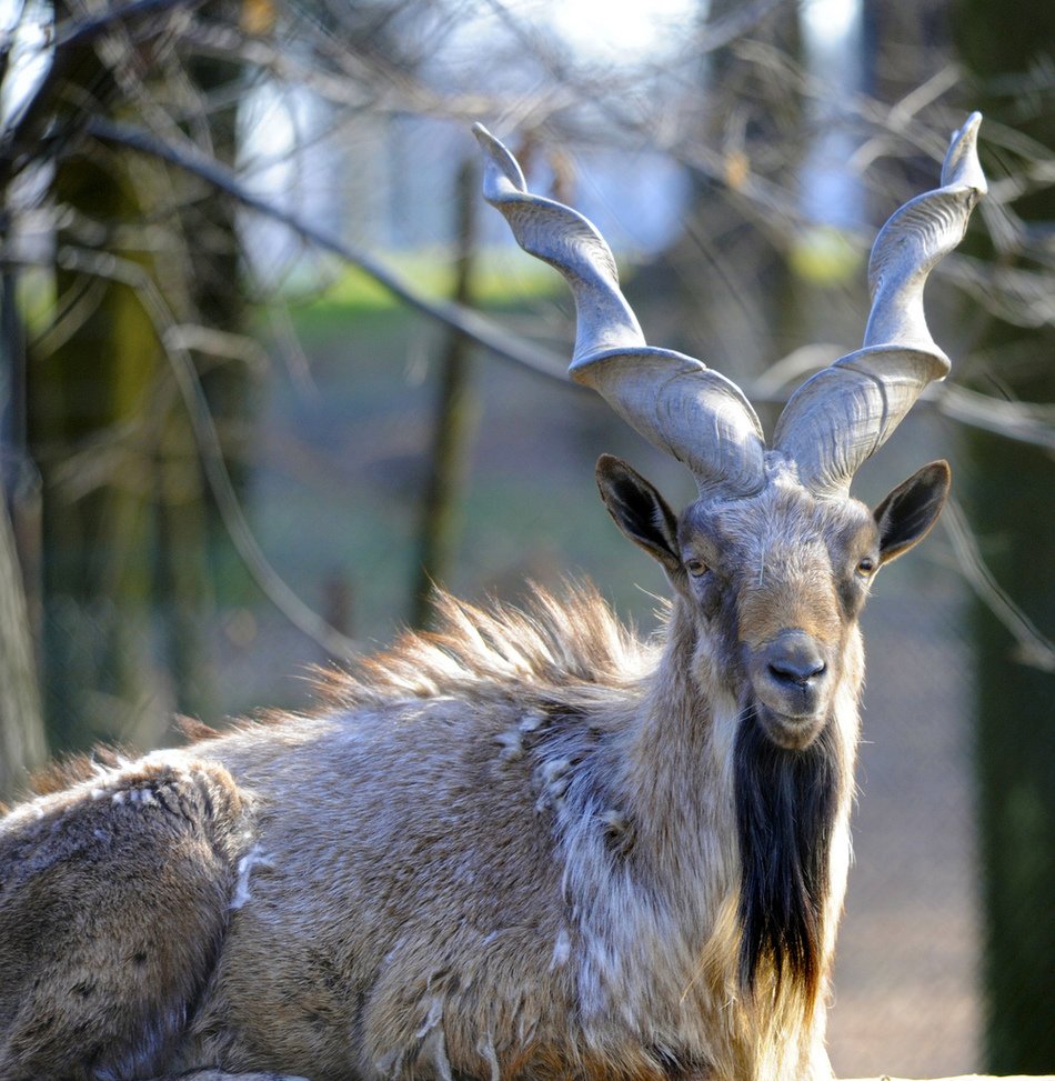 Горный Винторогий козел