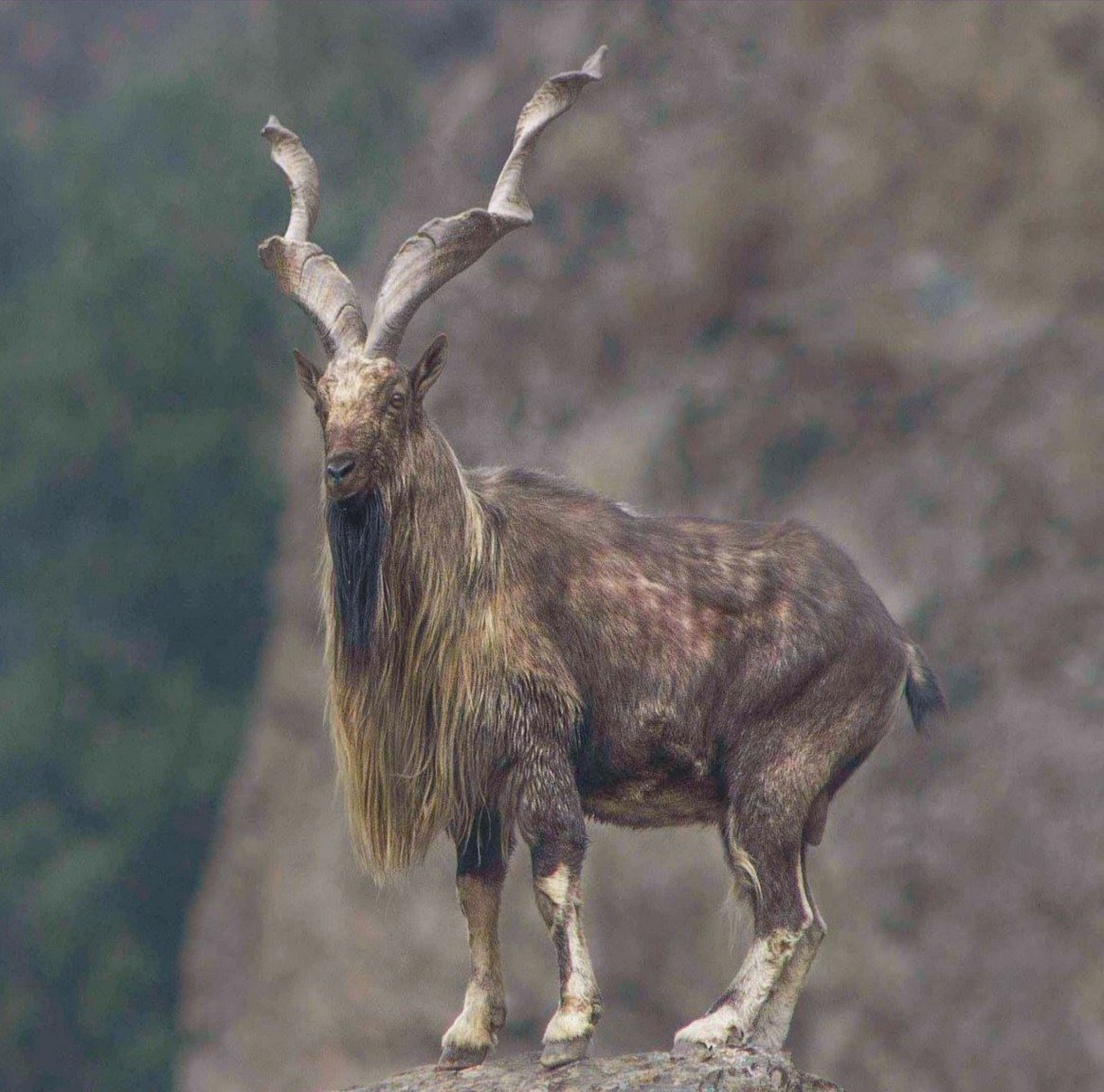 Бухарский мархур