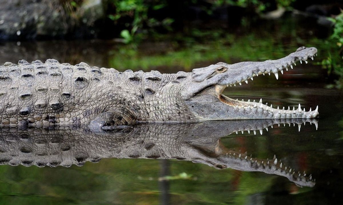 Крокодилы Южной Америки