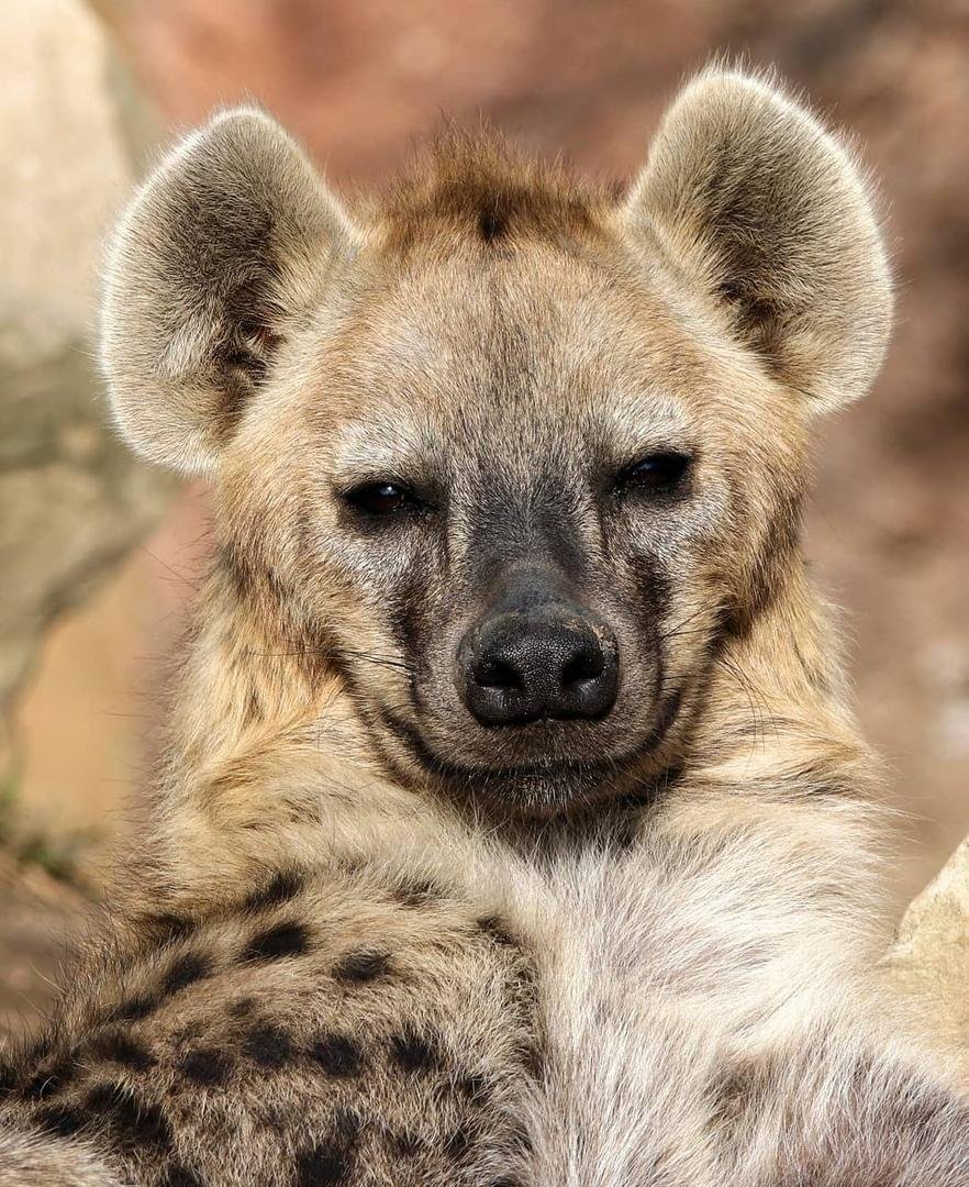 Гиена милая