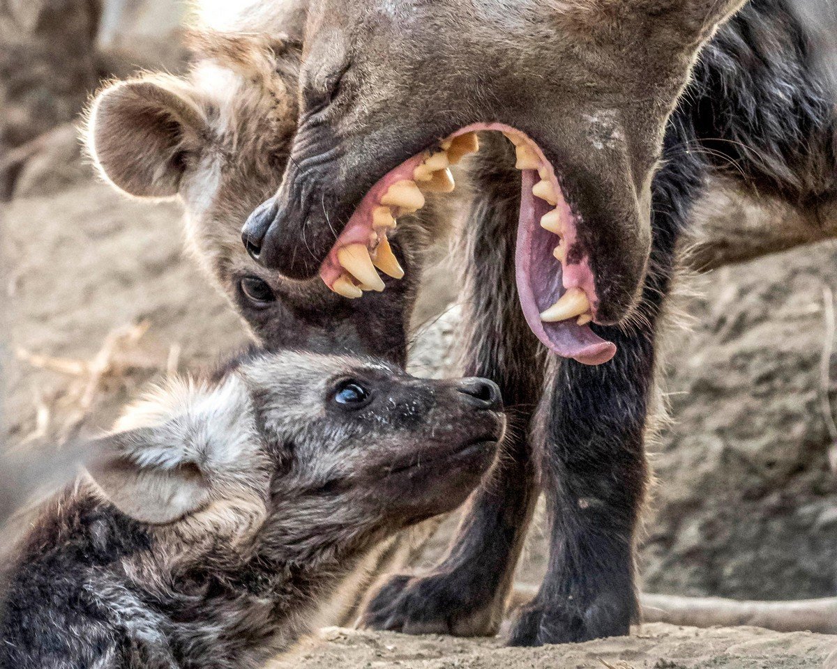 Пасть гиены