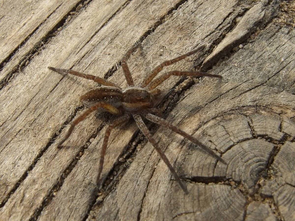 Цербал Аравийский паук