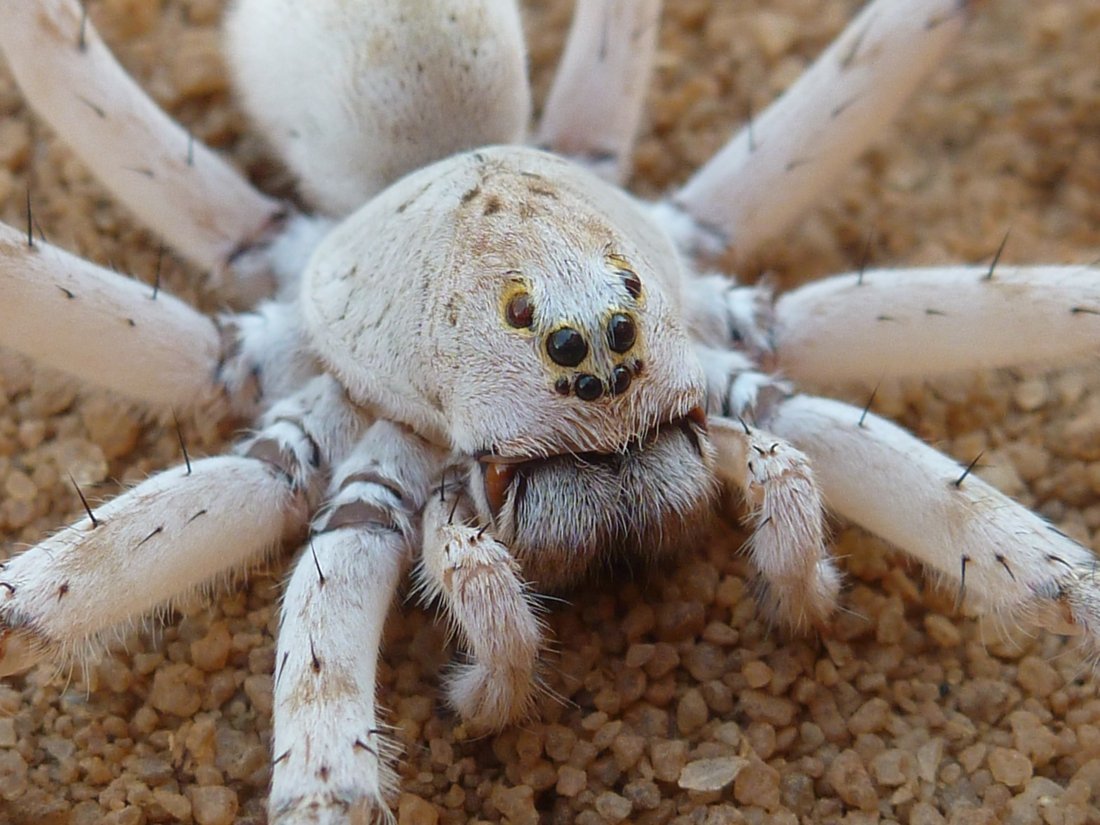 Паук симиларлу