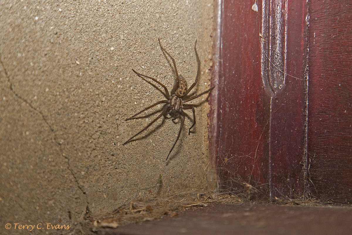 Пауки в Анапе