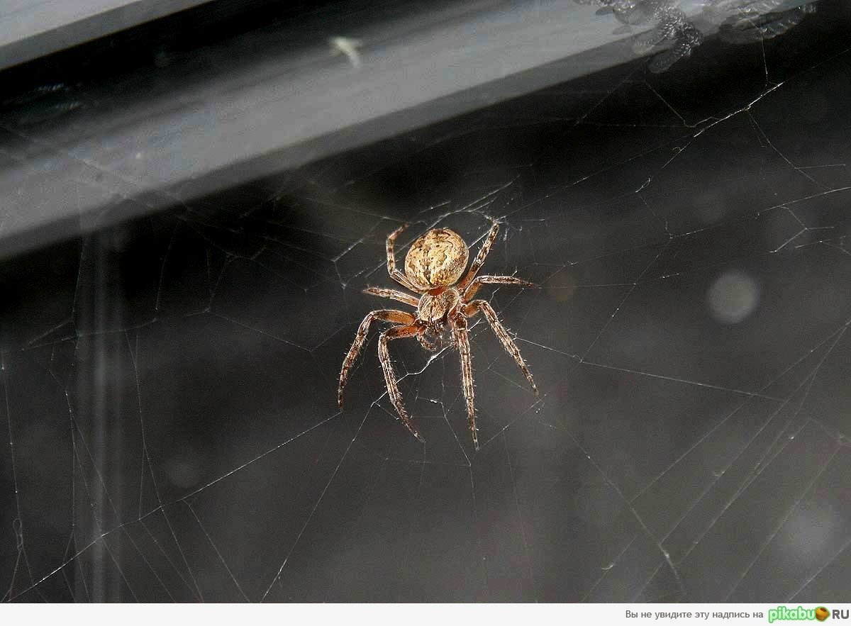 Оконный паук