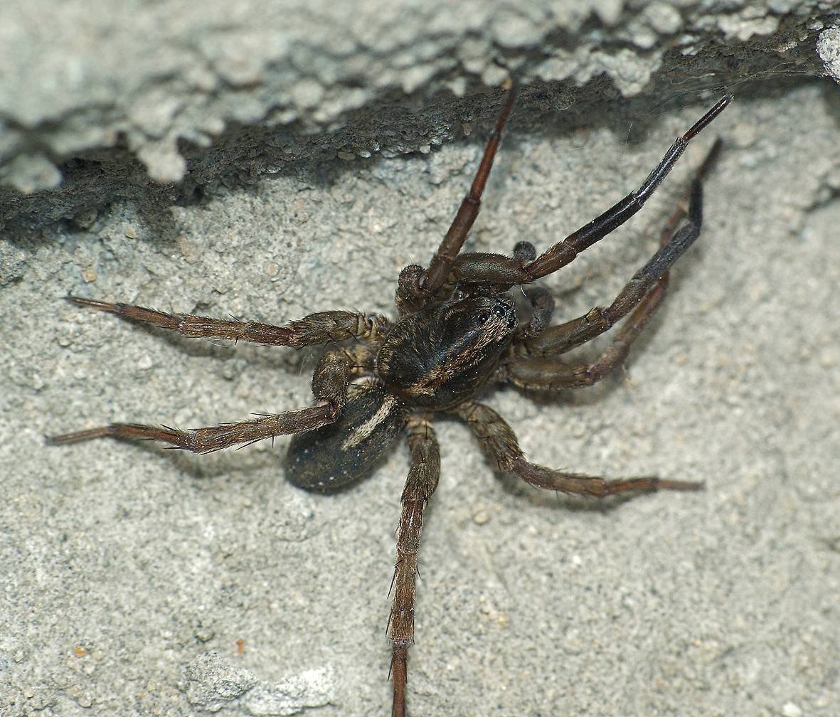 Черный Тарантул Lycosidae