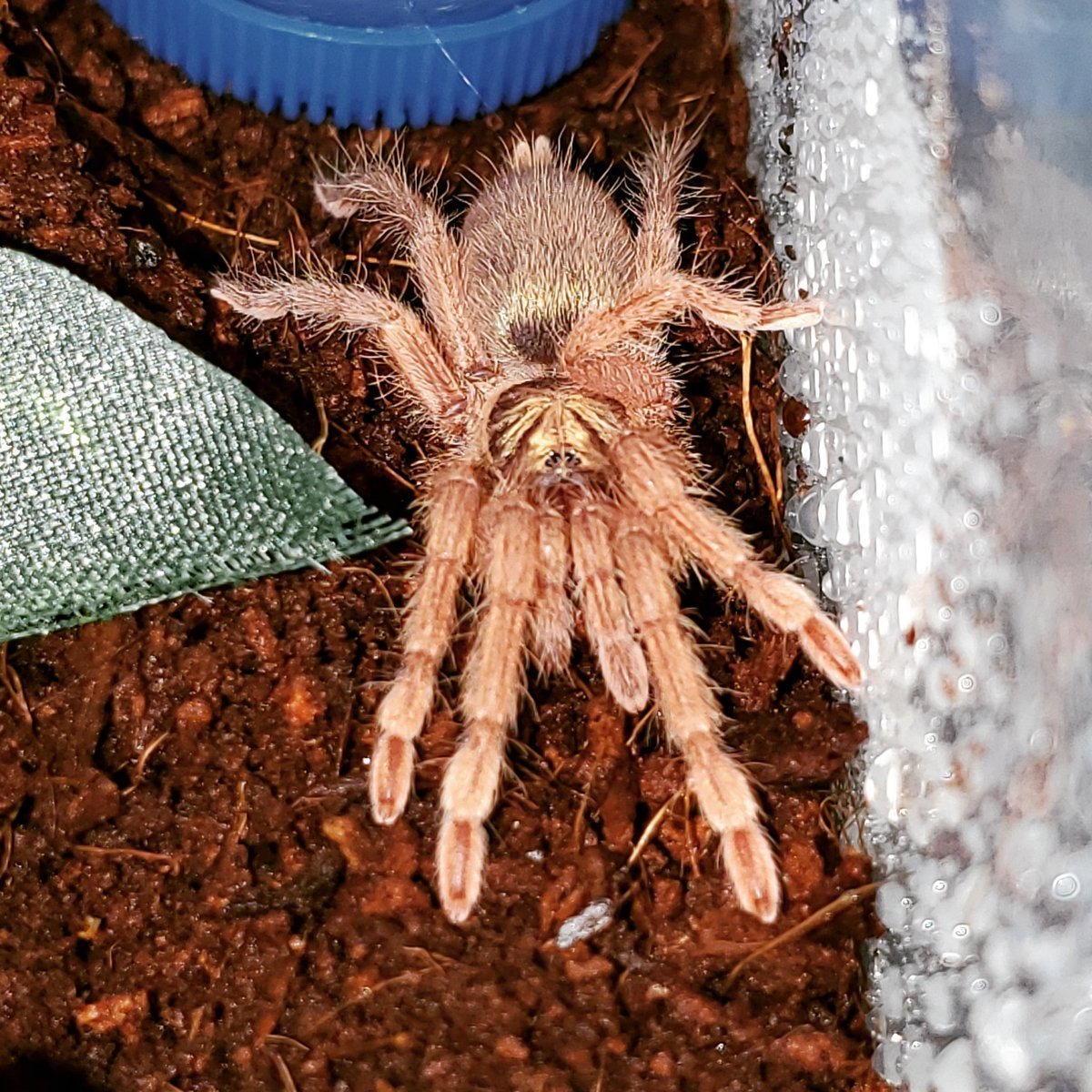 Паук птицеед фаланга