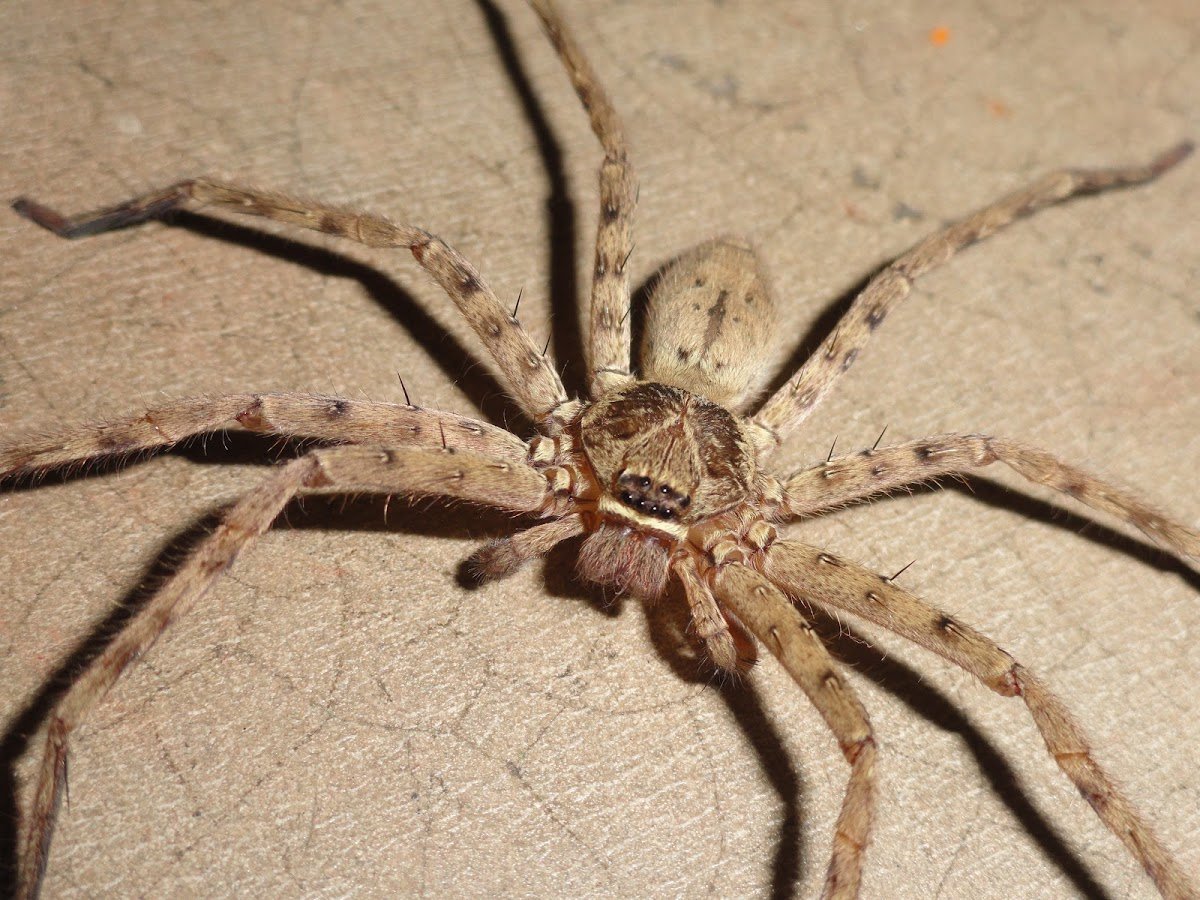 Гигантский паук-охотник (heteropoda maxima)