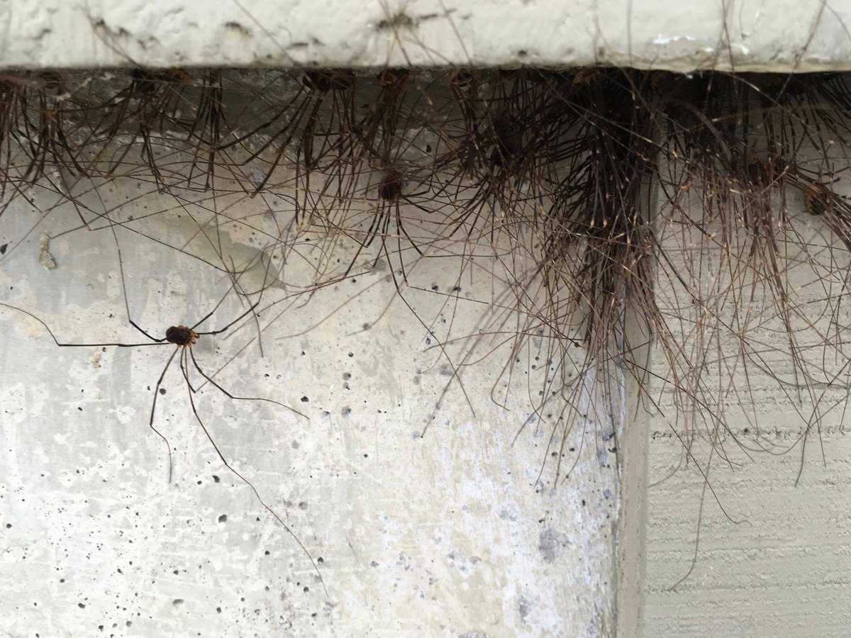 Паук сенокосец паутина