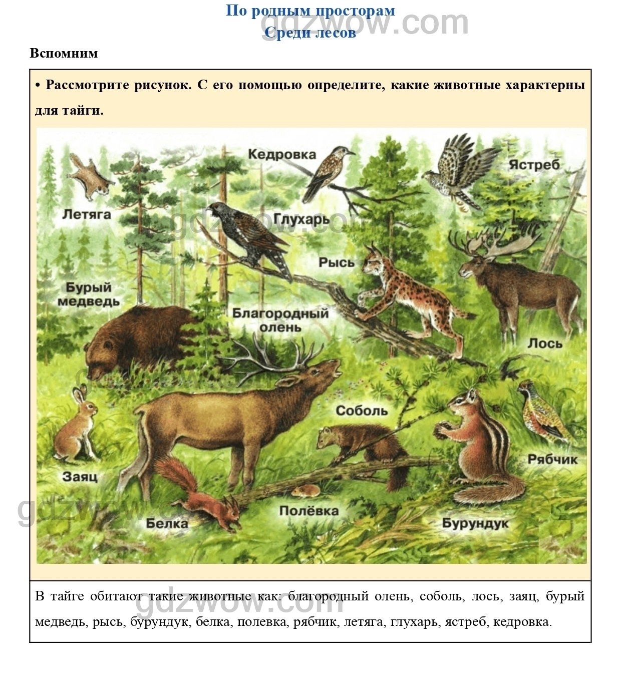 Типичные животные тайги. Животные характерные для тайги. Животный мир тайги в России.