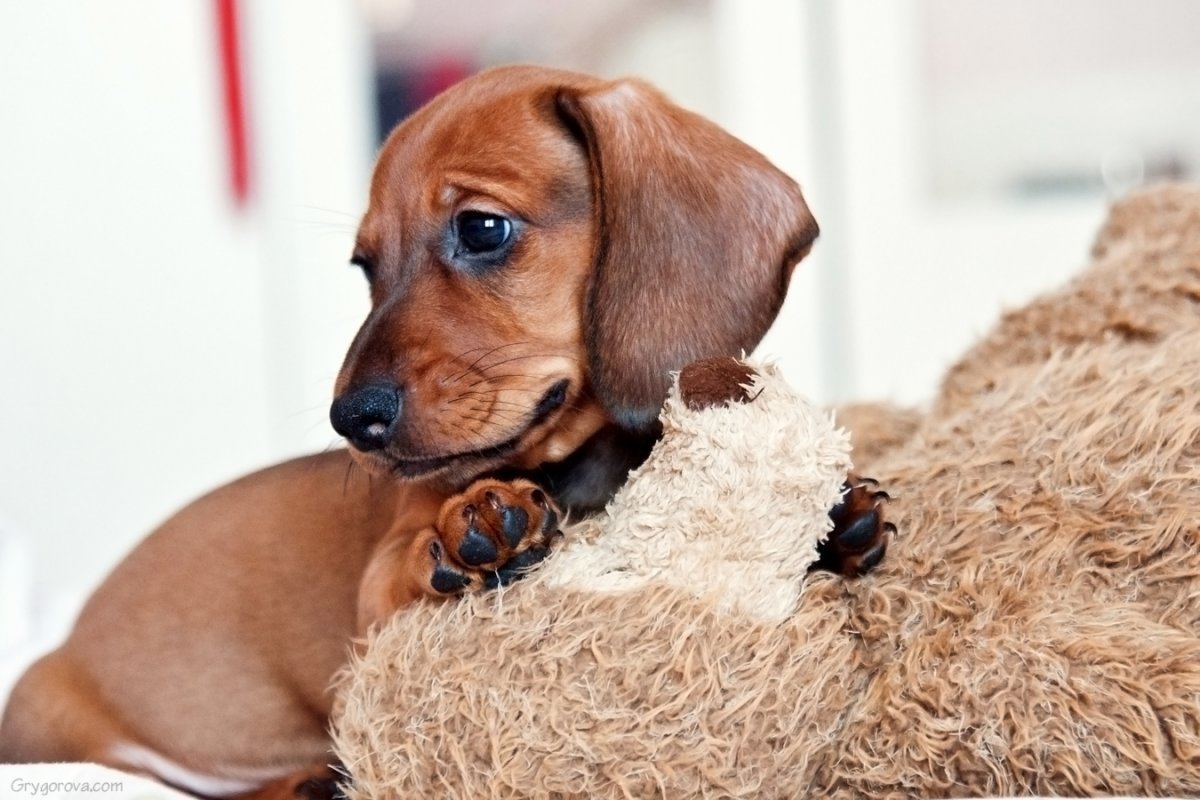 Милые таксы рыжие