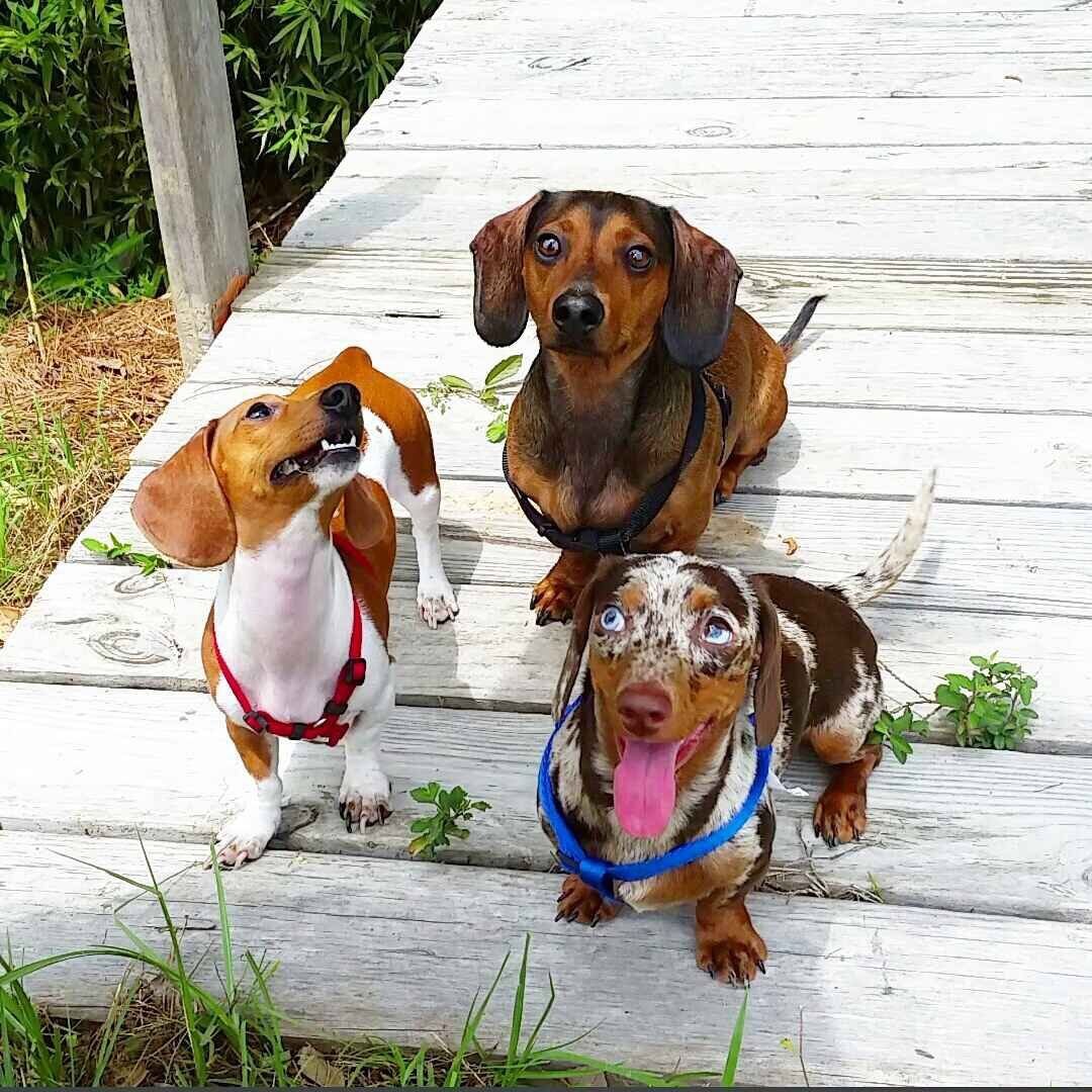 Нестандартная такса