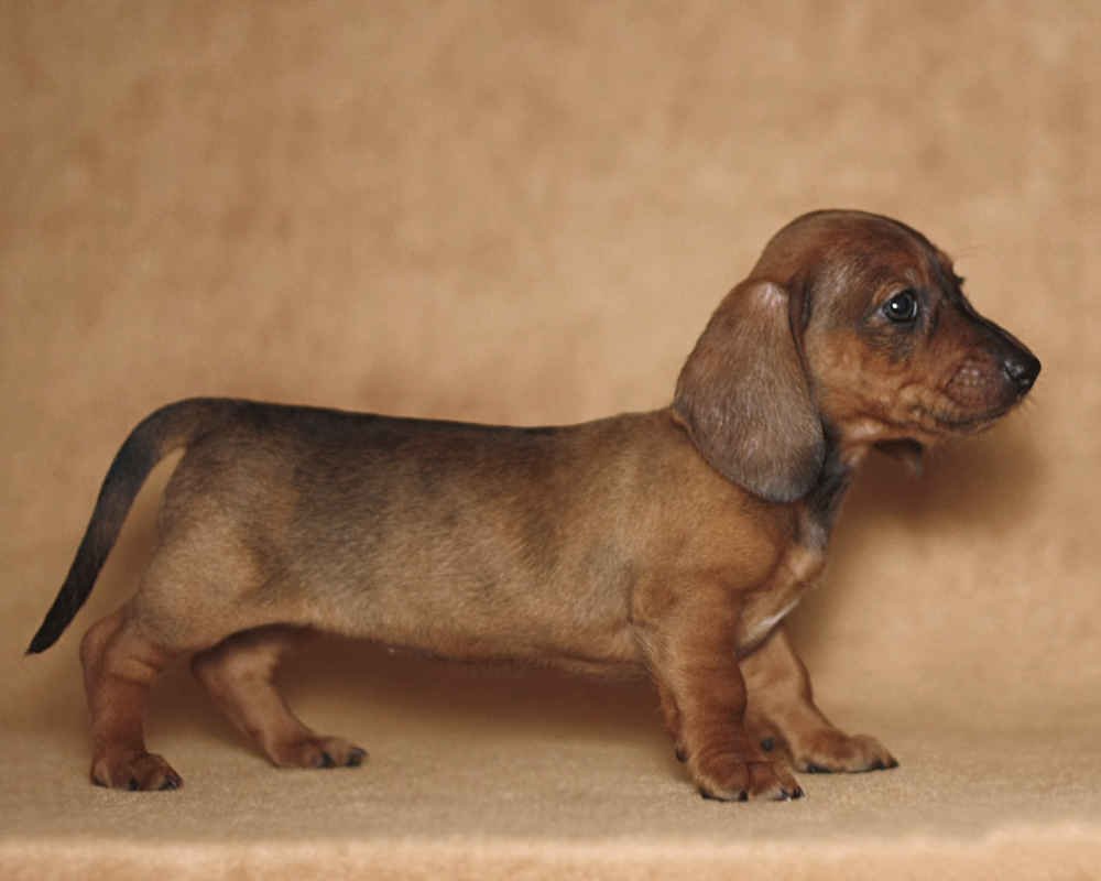 Кроличья такса метис