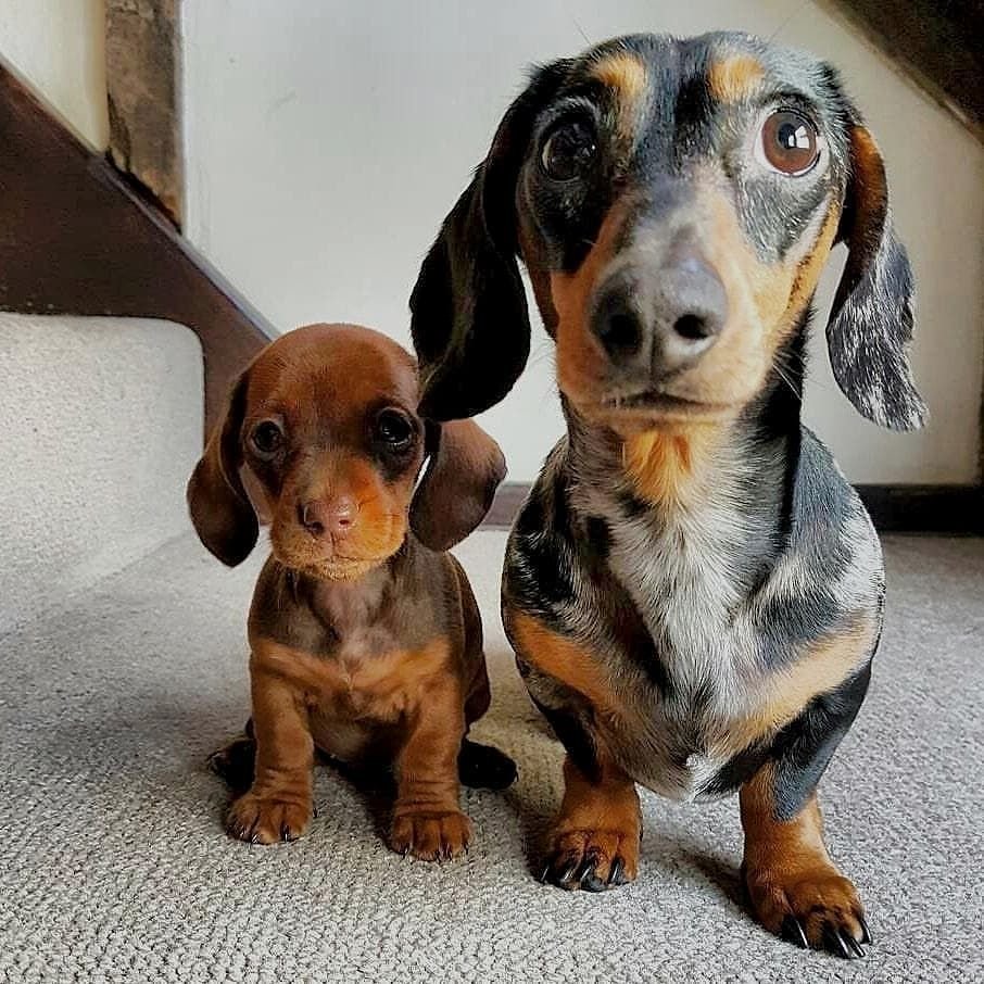 Пегая такса