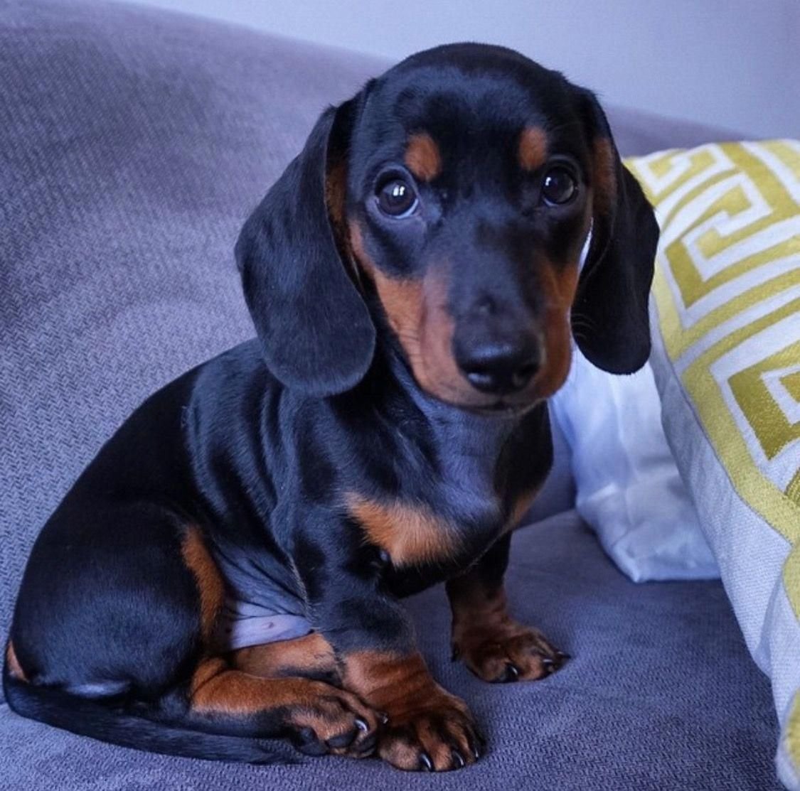 Такса щенок классический