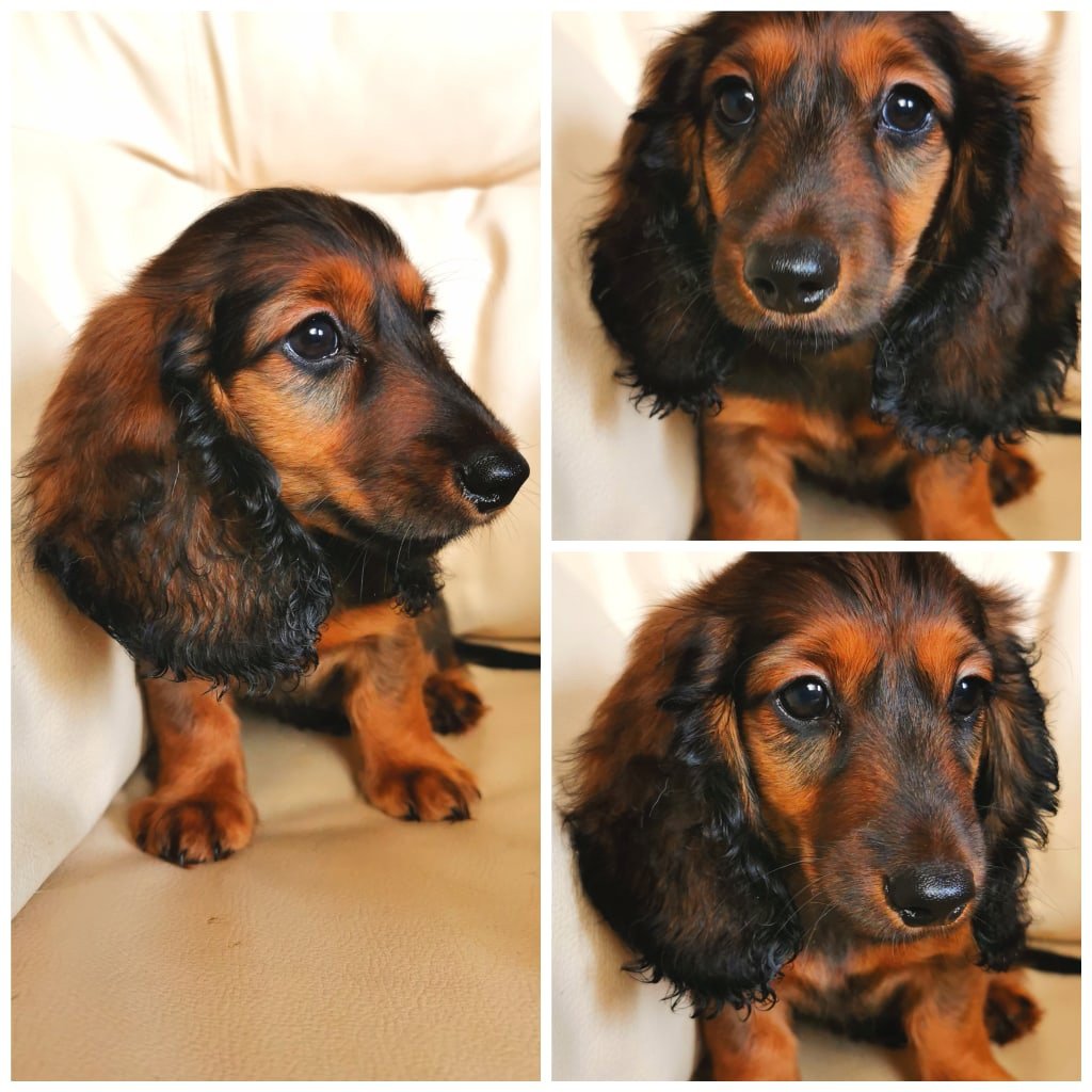 Такса длинношерстная окрас муаровый