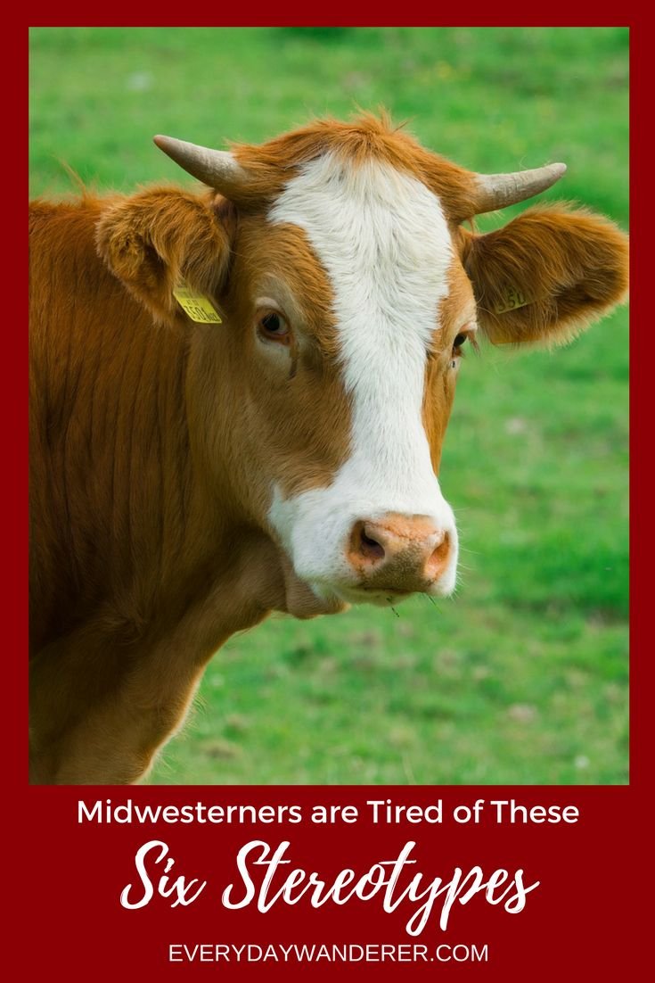 Домашняя корова