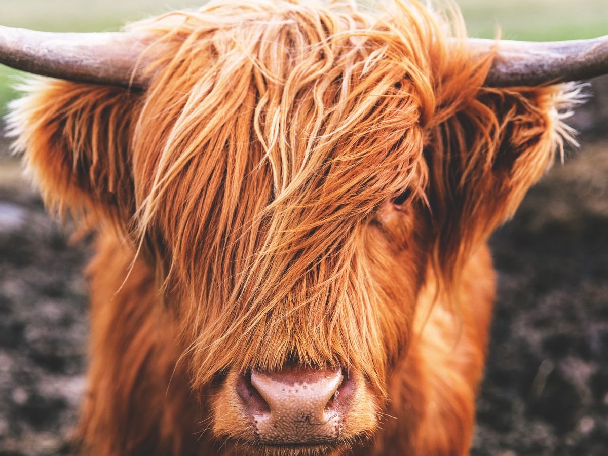 Рыжая корова с челкой