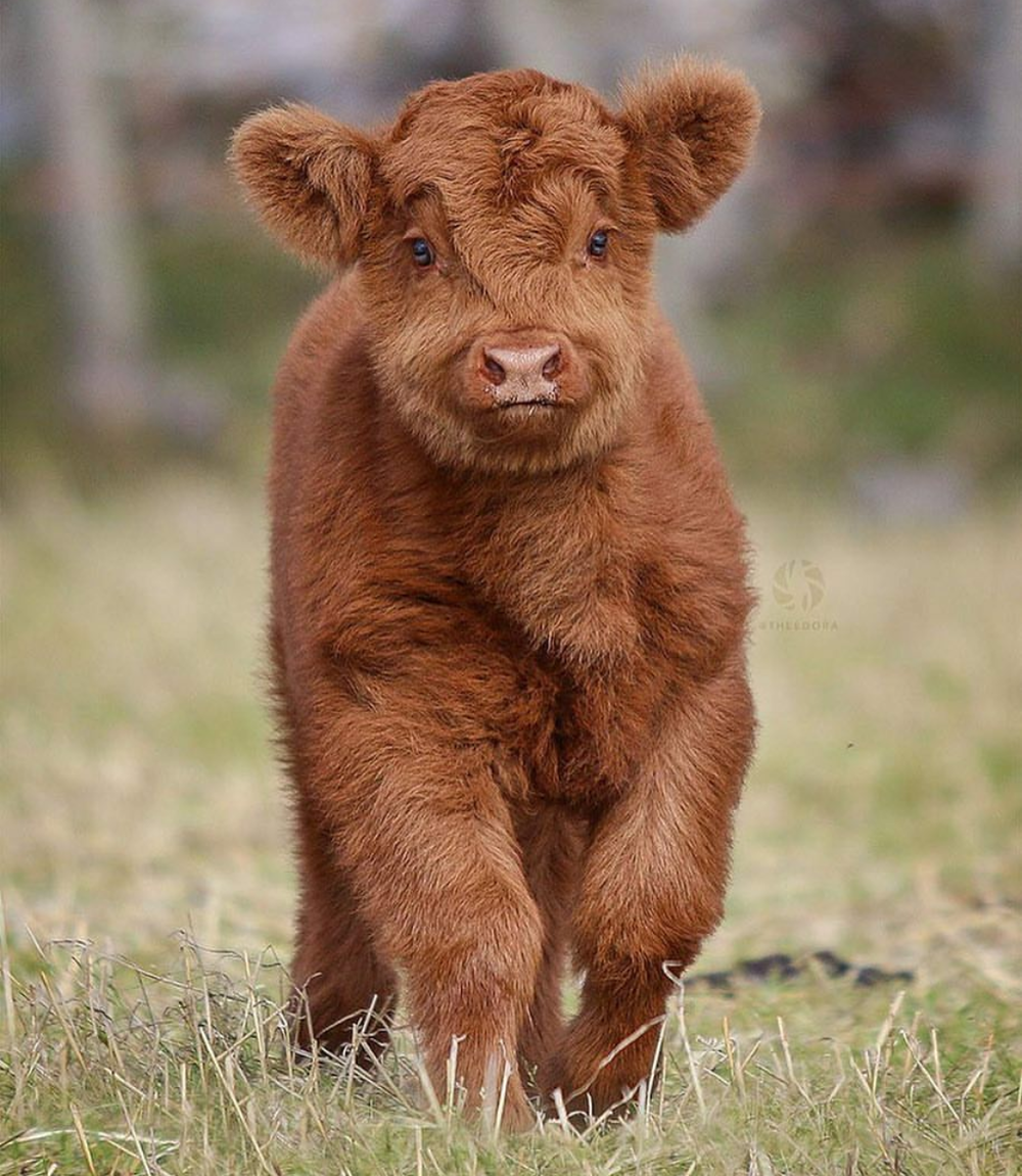 Порода Айова теленок