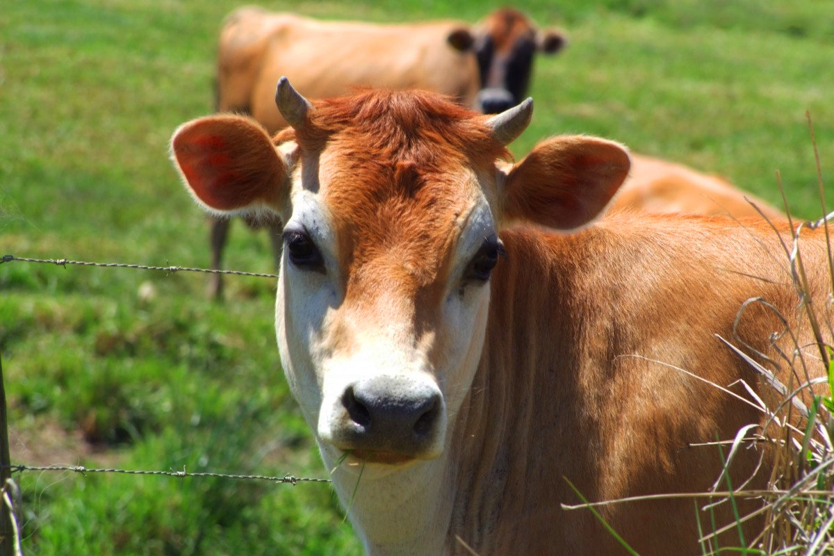 Красивый теленок