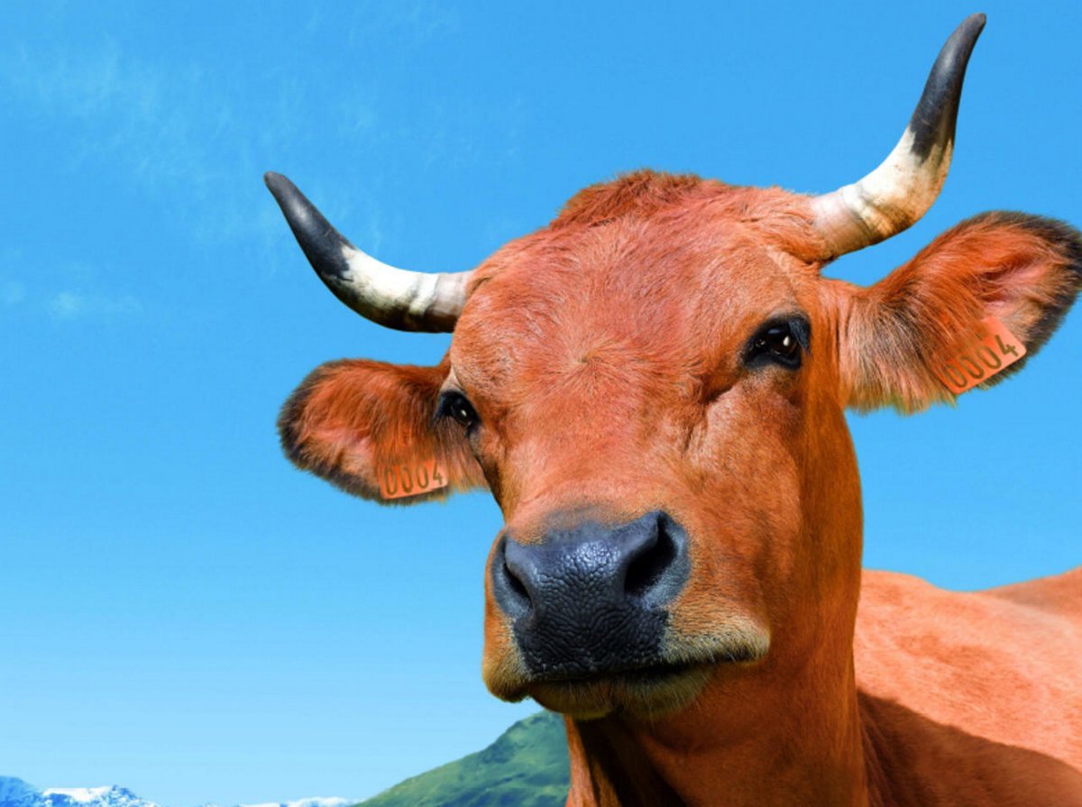 Позитивная корова