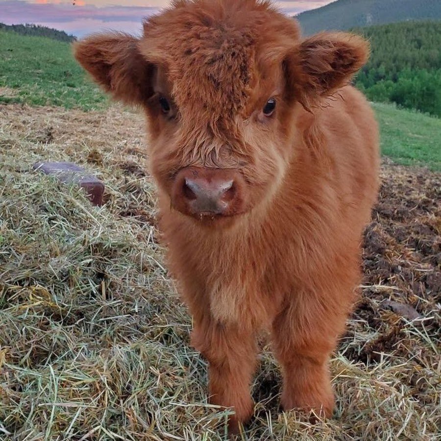 Хайленд Ангус теленок