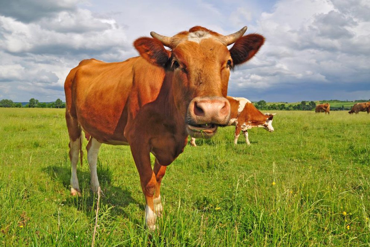 Cow корова