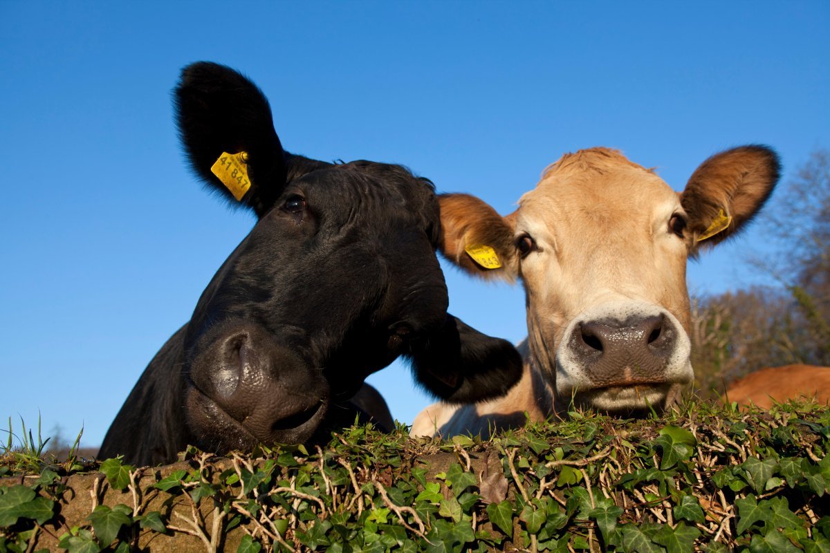 Британская корова