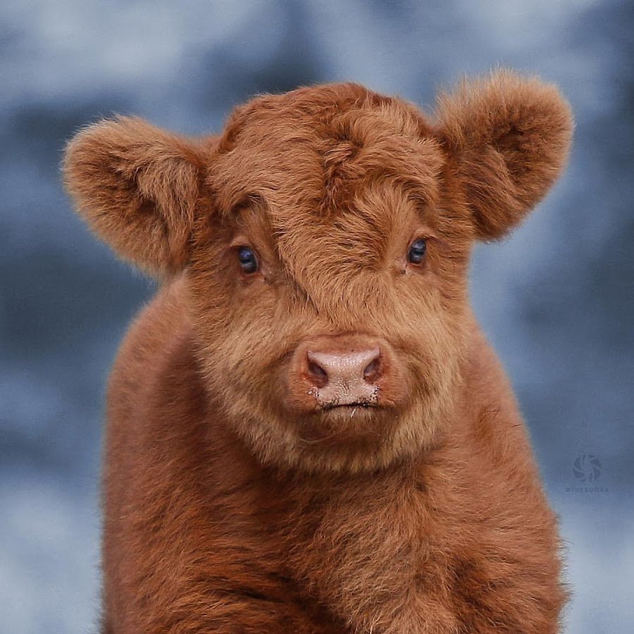 Телята породы хайленд