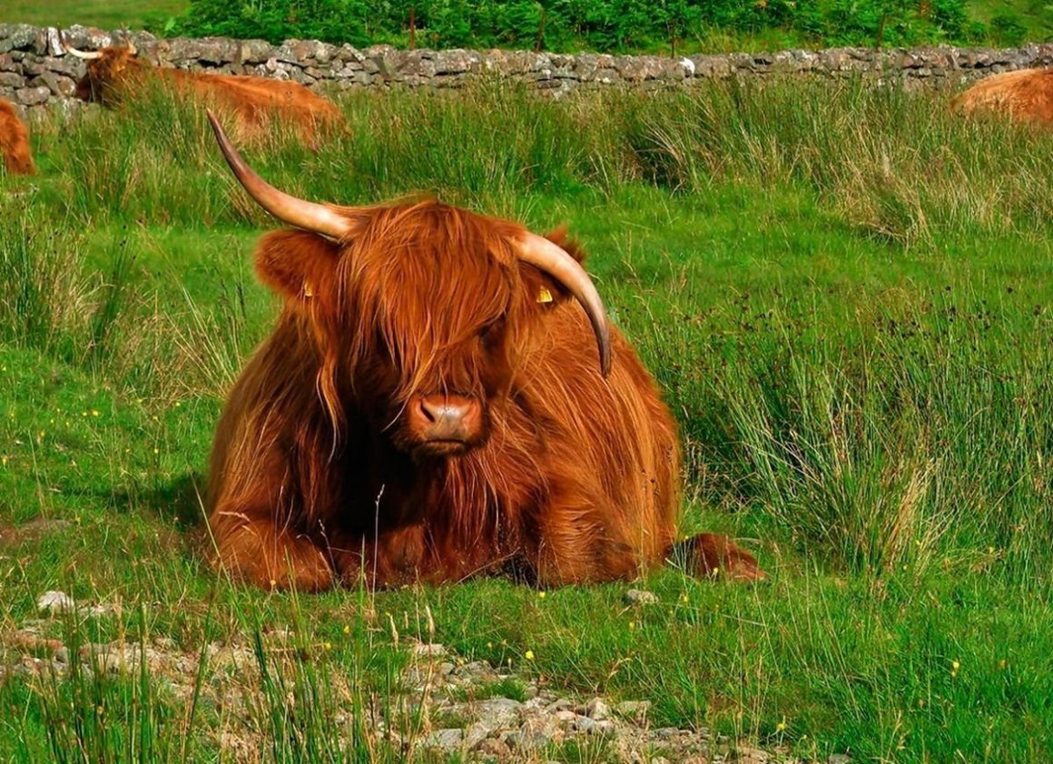 Рыжая корова