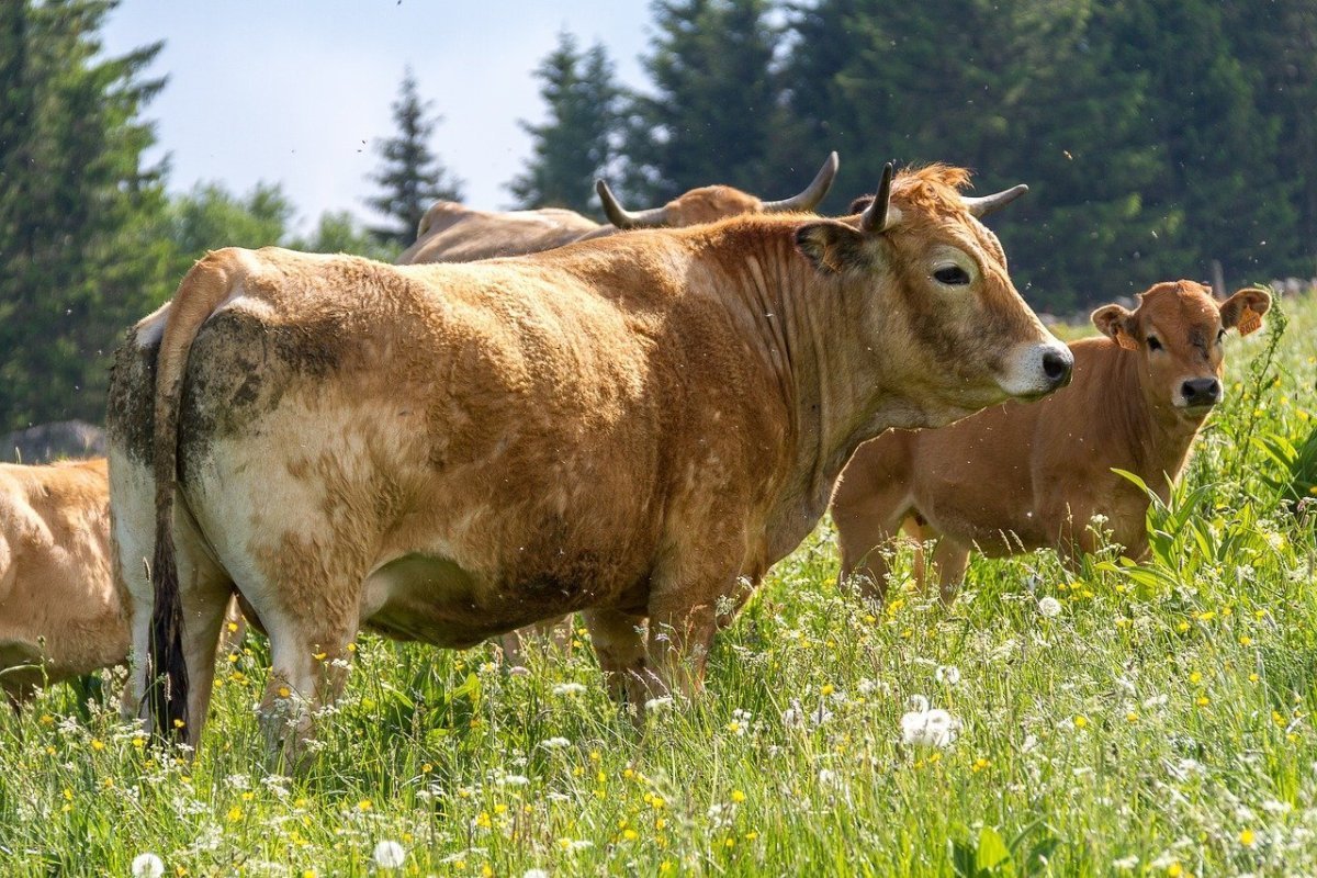 Рыжая корова