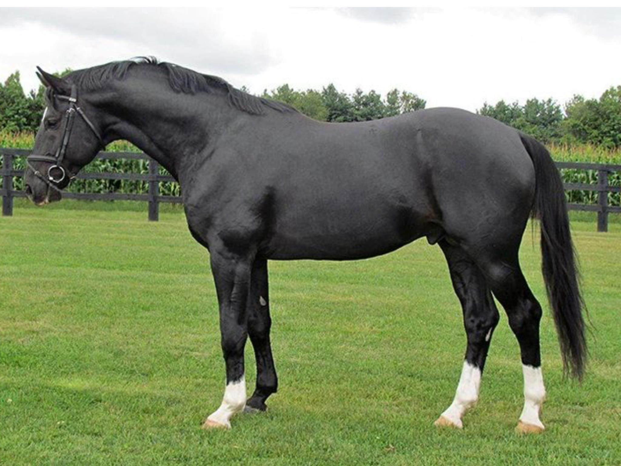Рассмотрите фотографию черной лошади породы кабардинская. Берберийская порода лошадей. Англо Кабардинская порода лошадей. Ганноверская лошадь. Ганноверская порода.