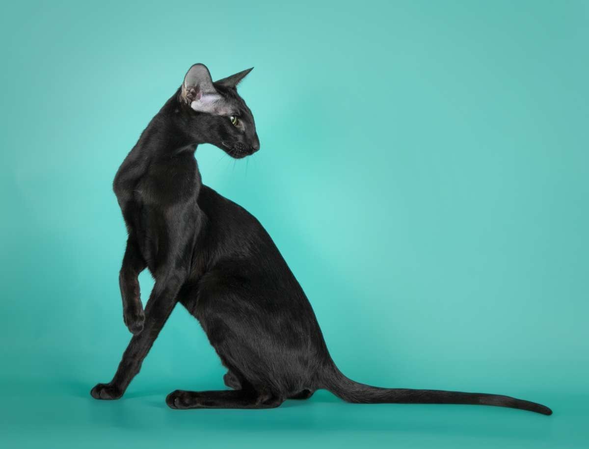 Ориентальная кошка эбони