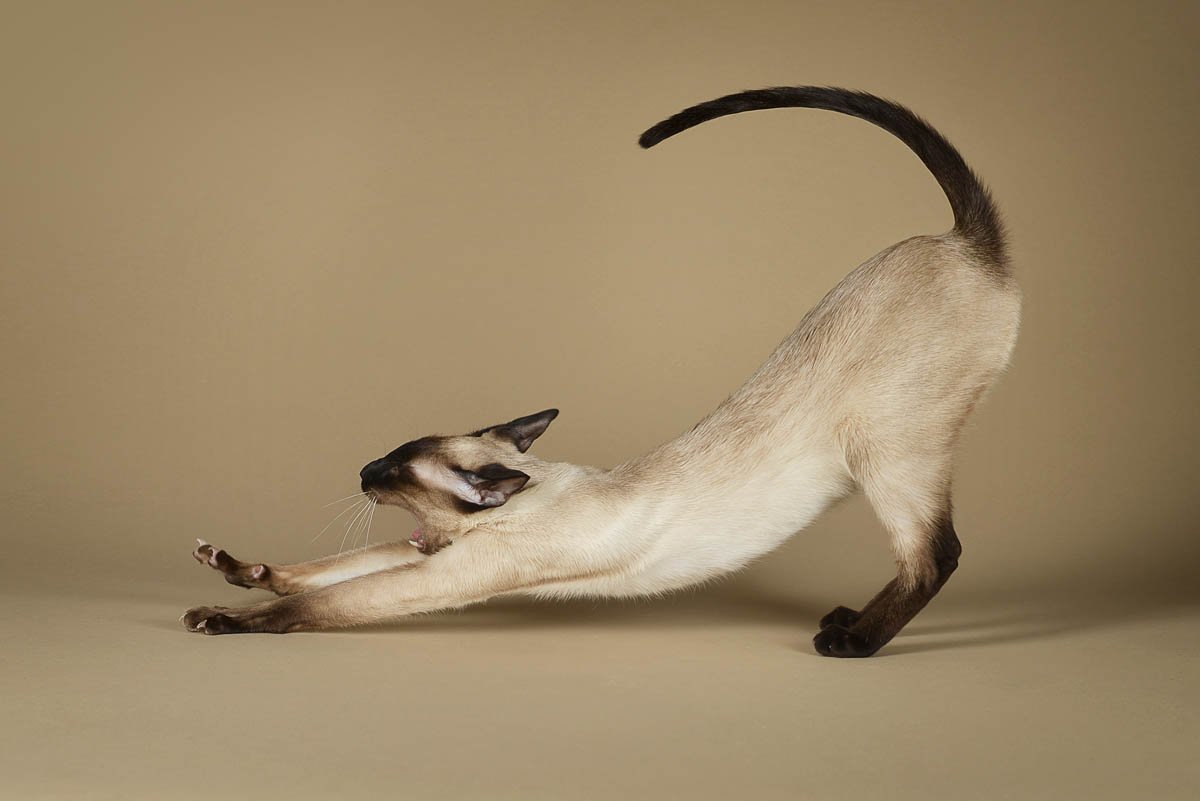 Ориентальная кошка в прыжке