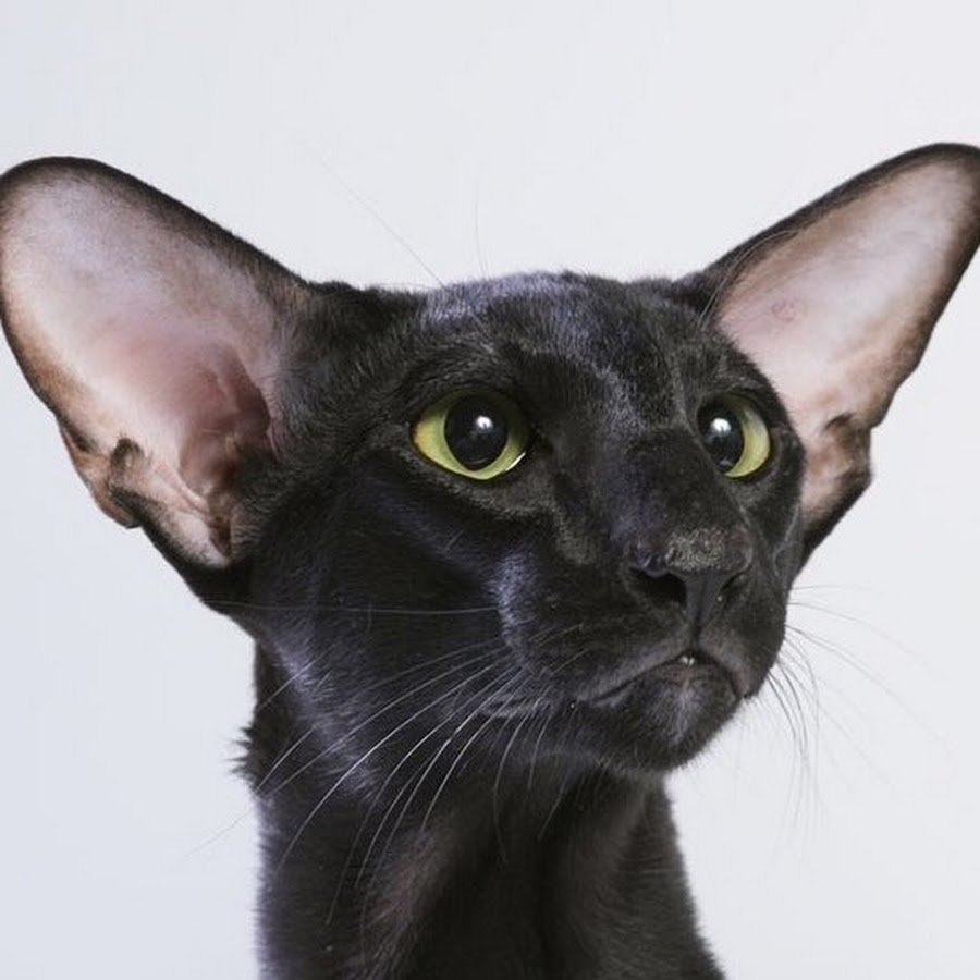 Египетская Ориентальная кошка