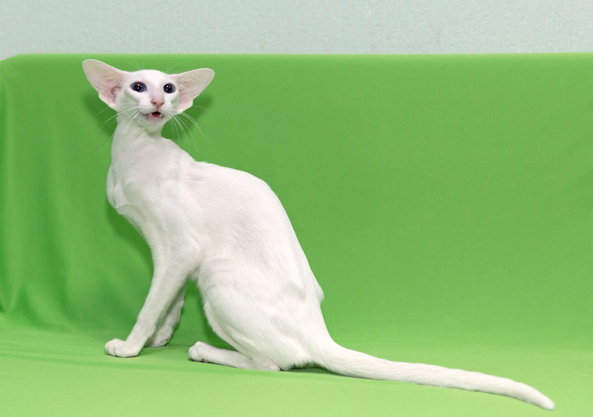 Ориентальная кошка в полный рост